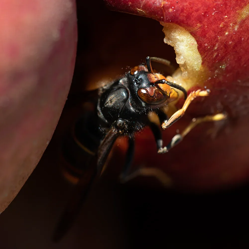 <strong>Animalité #1075 - </strong> <small>© Rémy SALAÜN</small>