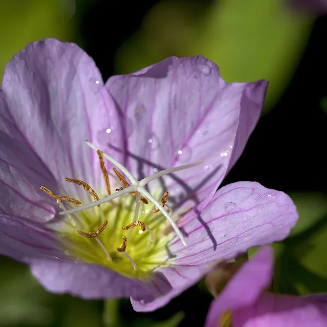 <strong>Flore #1512 - </strong> <small>© Rémy SALAÜN</small>