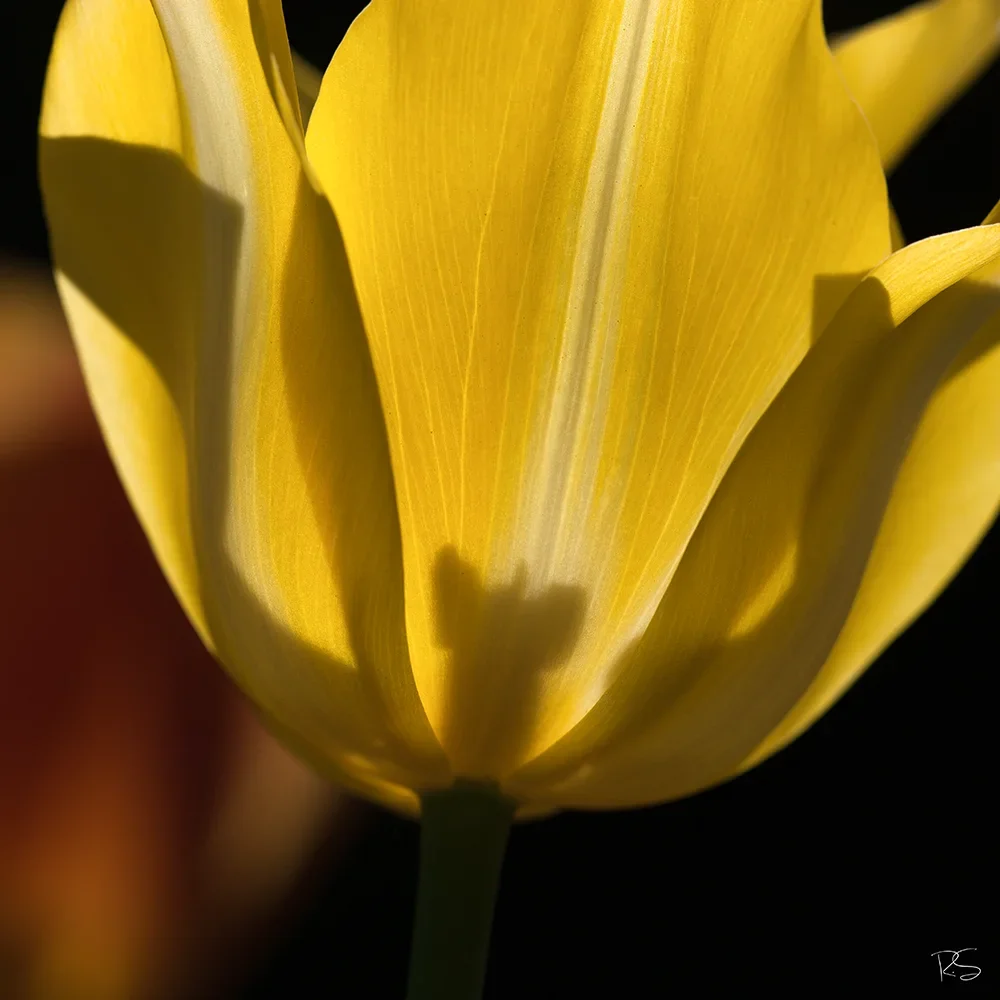 <strong>Flore #1531 - </strong> <small>© Rémy SALAÜN</small>