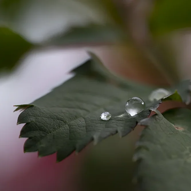 <strong>Après la Pluie #1221 - </strong> <small>© Rémy SALAÜN</small>