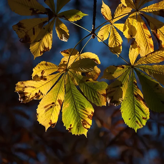 <strong>Flore #1375 - </strong> <small>© Rémy SALAÜN</small>