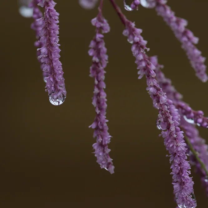 <strong>Après la Pluie #1257 - </strong> <small>© Rémy SALAÜN</small>