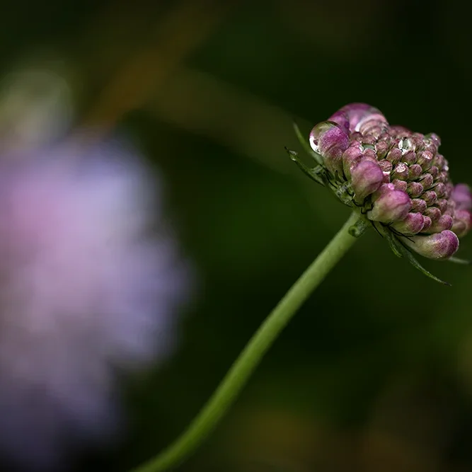 <strong>Après la Pluie #2485 - </strong> <small>© Rémy SALAÜN</small>