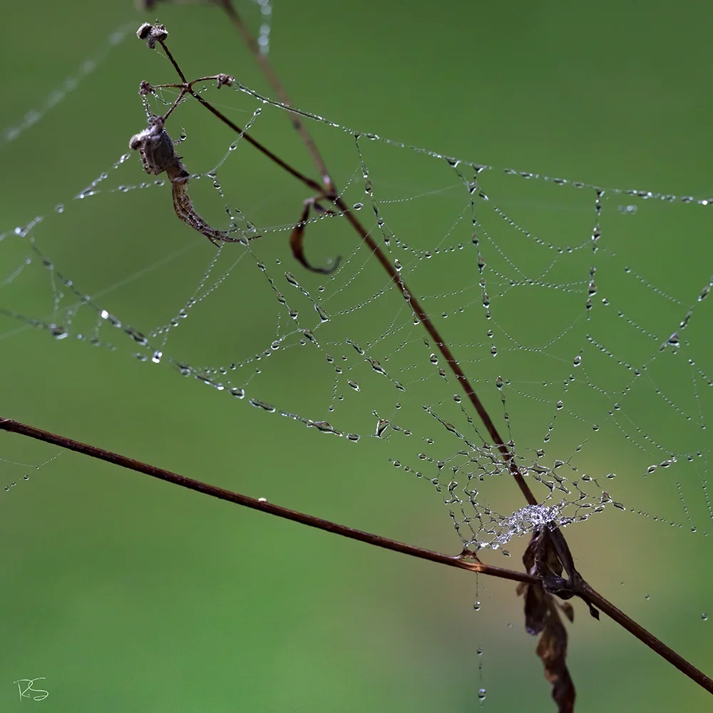 <strong>Après la Pluie #1231 - </strong> <small>© Rémy SALAÜN</small>