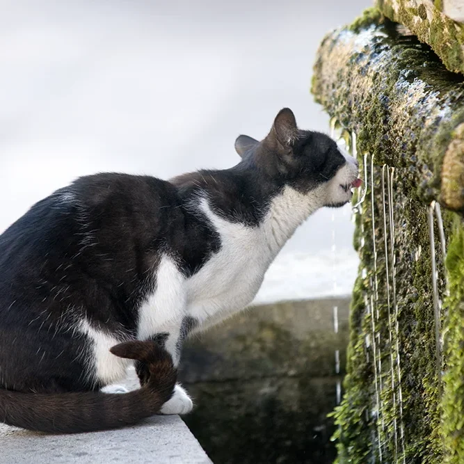 <strong>Animalité #1092 - </strong> <small>© Rémy SALAÜN</small>