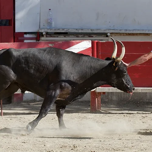 <strong>Mouvement #1017 - Générac | 30</strong> <small>© Rémy SALAÜN</small>