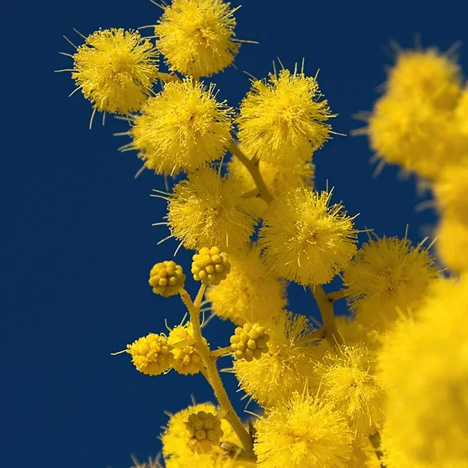 <strong>Flore #1536 - </strong> <small>© Rémy SALAÜN</small>