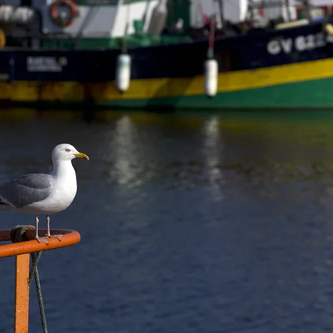 <strong>Reflets #333 - Le Guilvinec | 29</strong> <small>© Rémy SALAÜN</small>