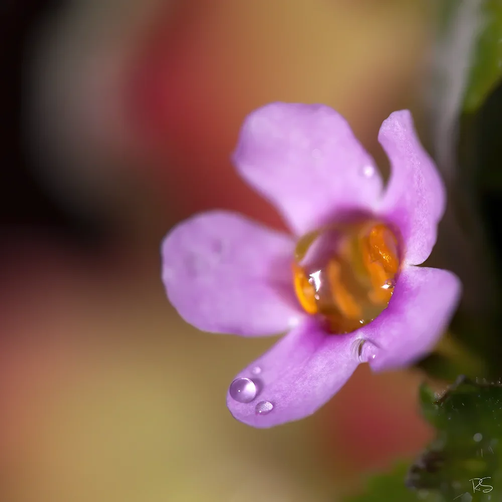 <strong>Après la Pluie #1229 - </strong> <small>© Rémy SALAÜN</small>