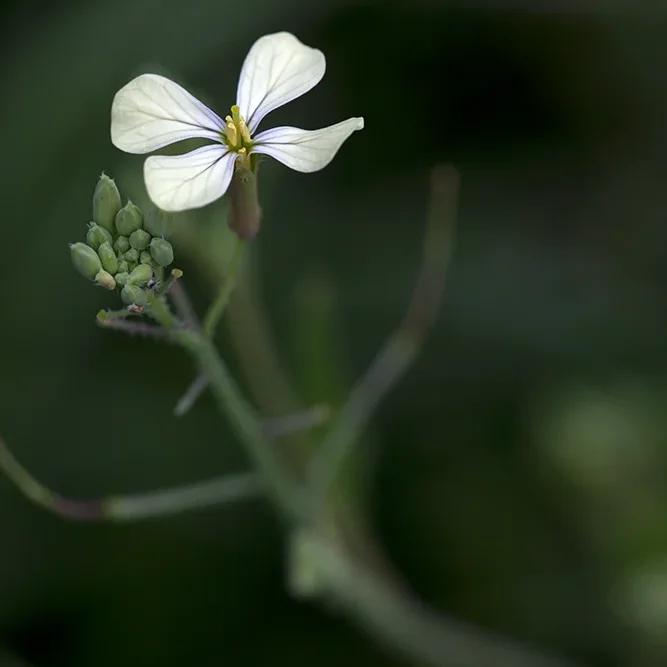 <strong>Flore #1480 - </strong> <small>© Rémy SALAÜN</small>