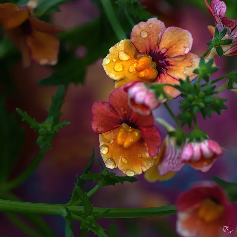 <strong>Après la Pluie #1252 - </strong> <small>© Rémy SALAÜN</small>