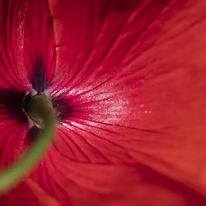 <strong>Flore #1358 - </strong> <small>© Rémy SALAÜN</small>