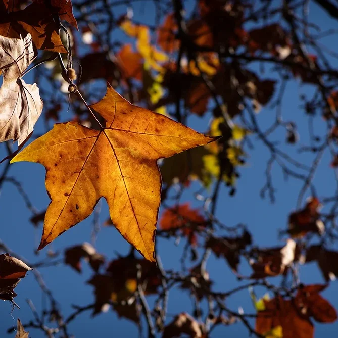 <strong>Flore #1538 - </strong> <small>© Rémy SALAÜN</small>