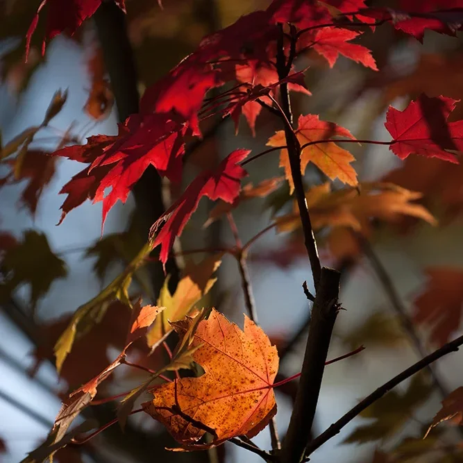 <strong>Flore #1377 - </strong> <small>© Rémy SALAÜN</small>