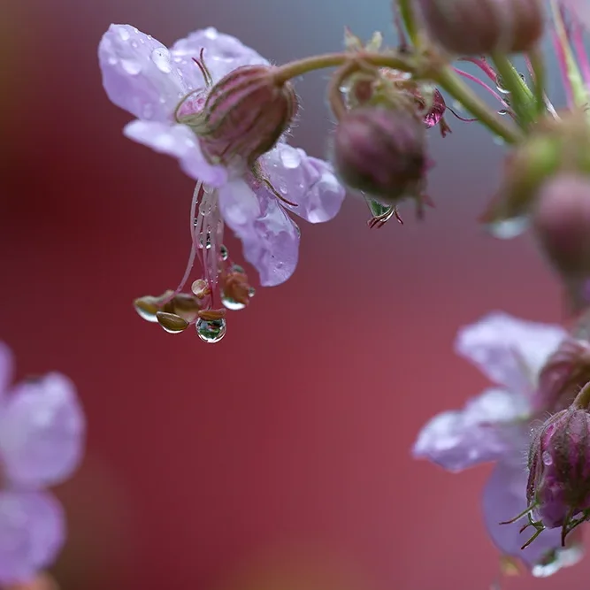 <strong>Après la Pluie #1218 - </strong> <small>© Rémy SALAÜN</small>