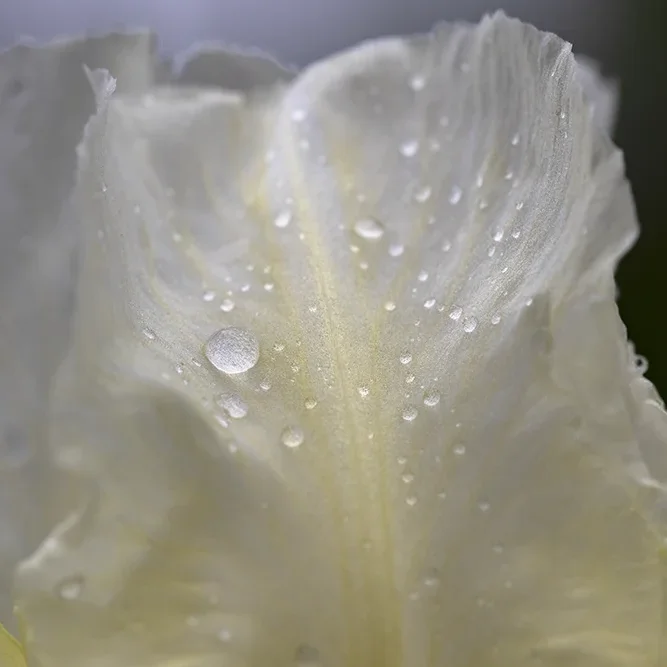 <strong>Après la Pluie #1222 - </strong> <small>© Rémy SALAÜN</small>