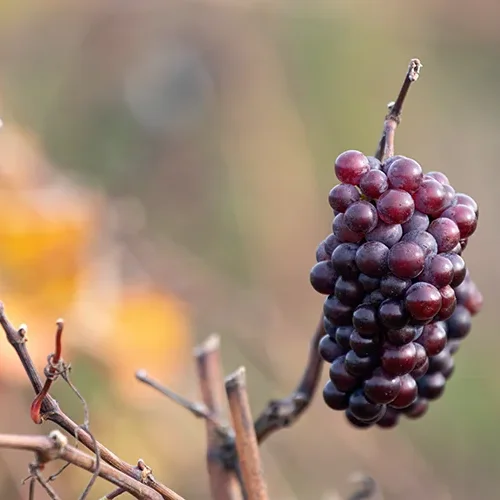 <strong>Paysages #1173 - Brasles | 02</strong> <small>© Rémy SALAÜN</small>