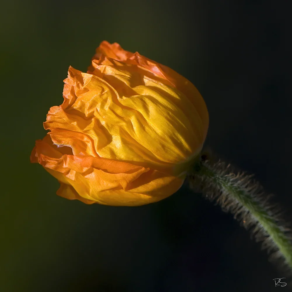 <strong>Flore #1461 - </strong> <small>© Rémy SALAÜN</small>