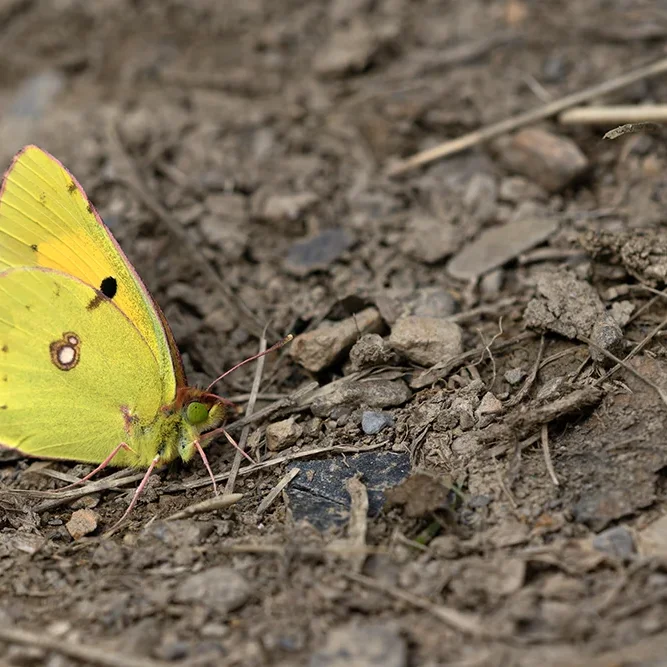 <strong>Animalité #2444 - </strong> <small>© Rémy SALAÜN</small>