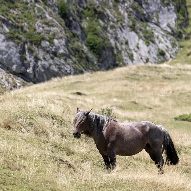 <strong>Animalité #2453 - </strong> <small>© Rémy SALAÜN</small>