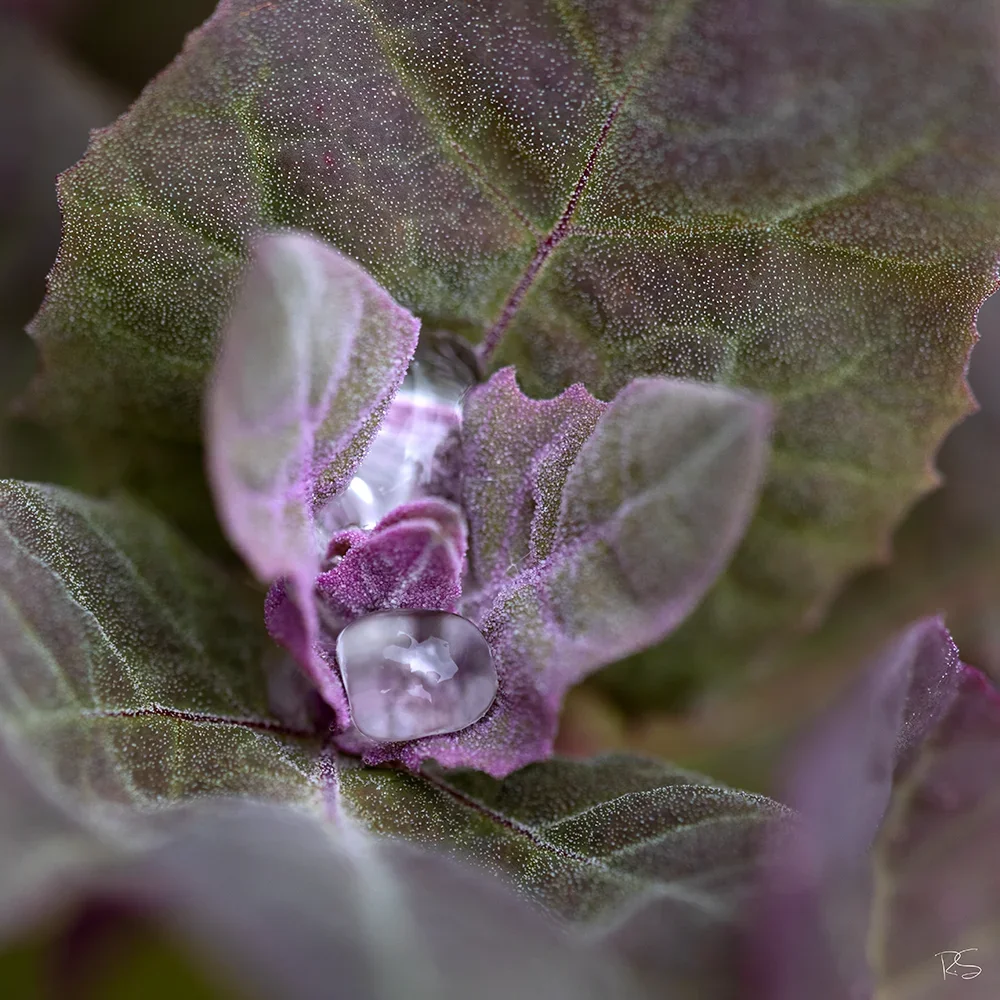 <strong>Après la Pluie #1225 - </strong> <small>© Rémy SALAÜN</small>