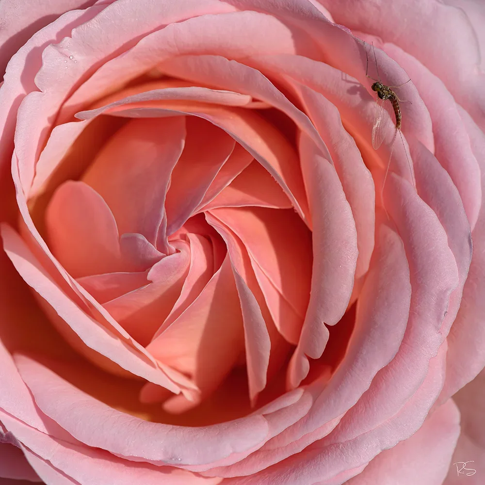 <strong>Flore #1353 - </strong> <small>© Rémy SALAÜN</small>