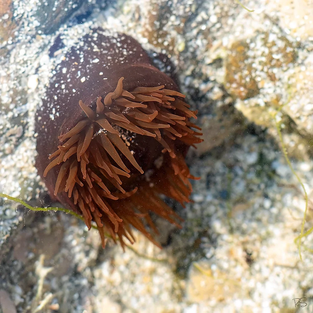 <strong>Vue Sur Mer #650 - Saint-Pierre (Penmarc'h) | 29</strong> <small>© Rémy SALAÜN</small>