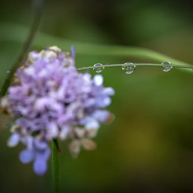 <strong>Après la Pluie #2478 - </strong> <small>© Rémy SALAÜN</small>