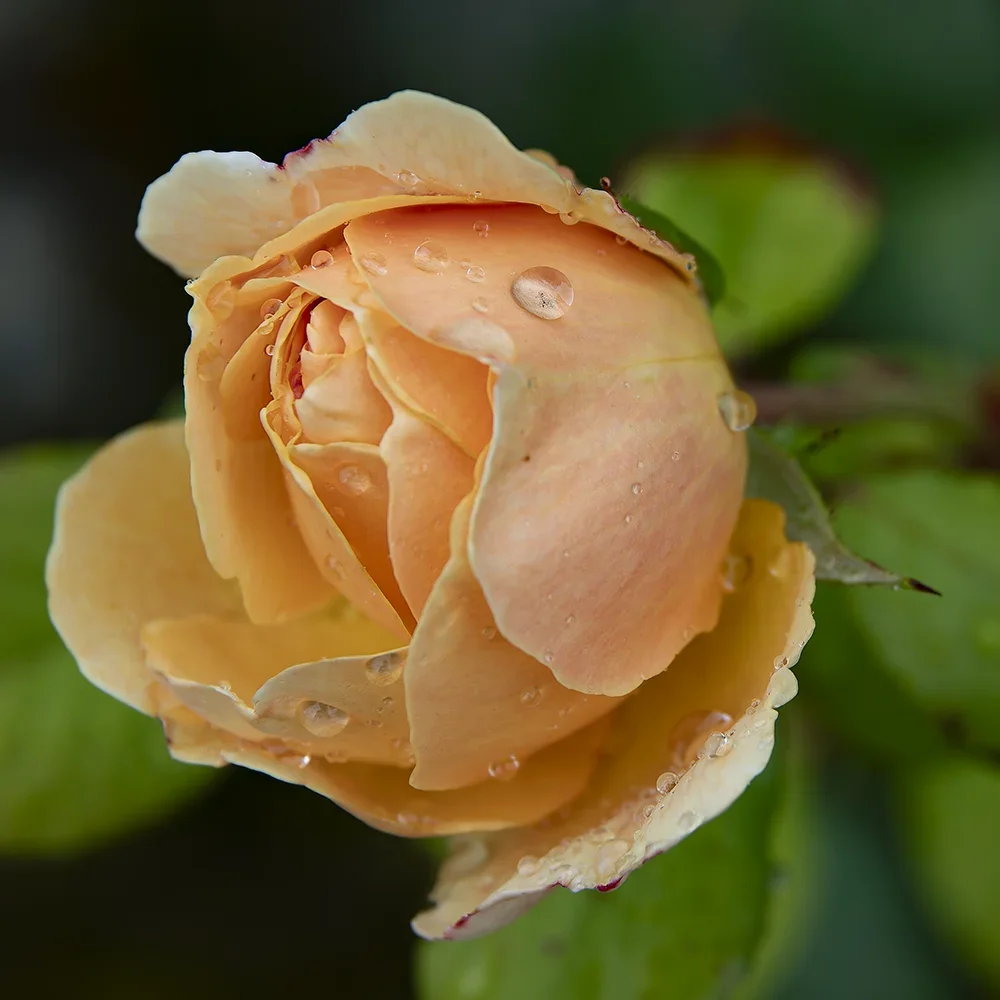 <strong>Après la Pluie #1206 - </strong> <small>© Rémy SALAÜN</small>