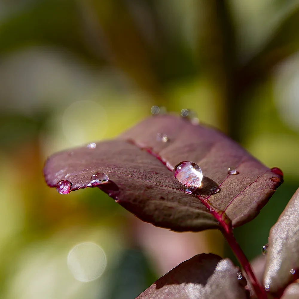<strong>Après la Pluie #1205 - </strong> <small>© Rémy SALAÜN</small>