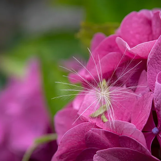 <strong>Flore #1440 - </strong> <small>© Rémy SALAÜN</small>