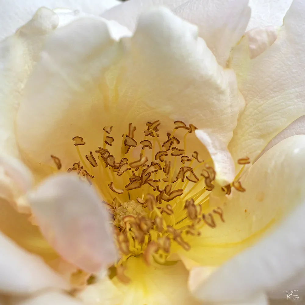 <strong>Flore #1396 - </strong> <small>© Rémy SALAÜN</small>