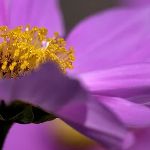 <strong>Flore #1509 - </strong> <small>© Rémy SALAÜN</small>