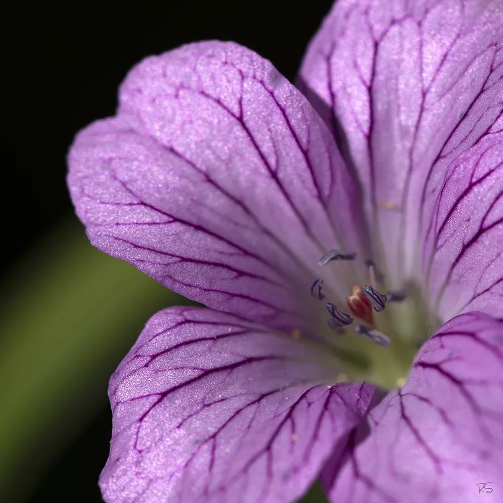 <strong>Flore #1463 - </strong> <small>© Rémy SALAÜN</small>