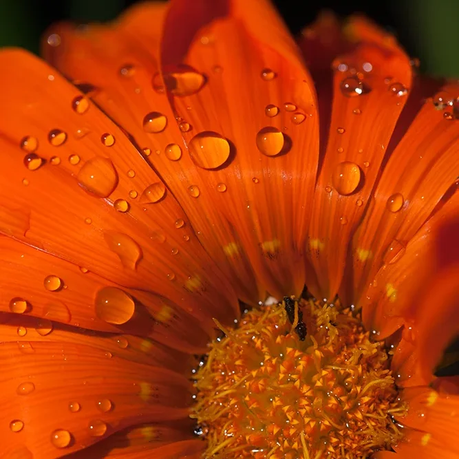 <strong>Après la Pluie #1228 - </strong> <small>© Rémy SALAÜN</small>