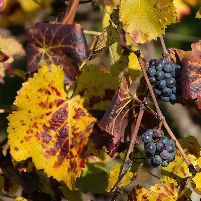 <strong>Paysages #1132 - Brasles | 02</strong> <small>© Rémy SALAÜN</small>