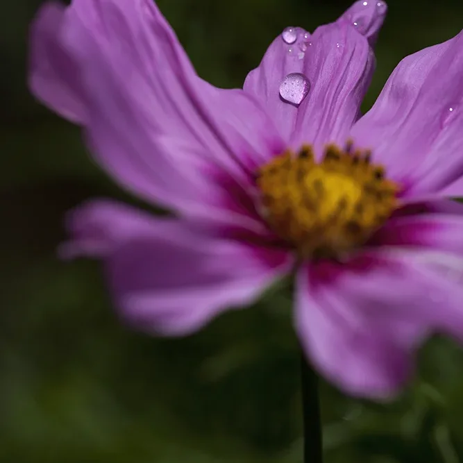 <strong>Après la Pluie #1249 - </strong> <small>© Rémy SALAÜN</small>