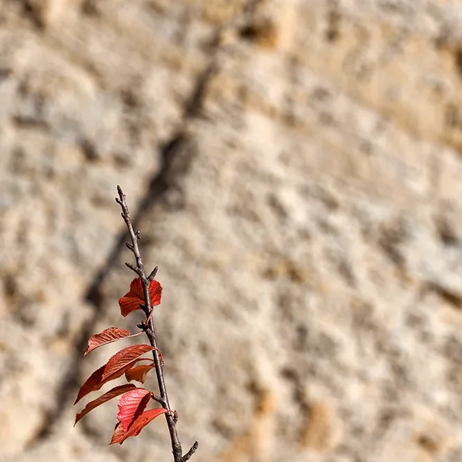 <strong>Flore #1506 - </strong> <small>© Rémy SALAÜN</small>