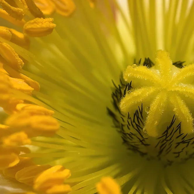 <strong>Après la Pluie #1243 - </strong> <small>© Rémy SALAÜN</small>