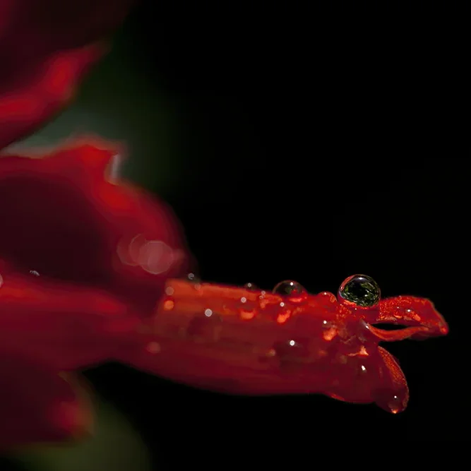 <strong>Après la Pluie #1248 - </strong> <small>© Rémy SALAÜN</small>