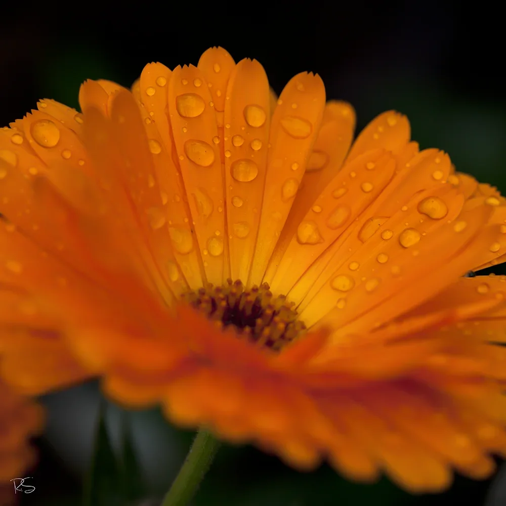 <strong>Après la Pluie #1247 - </strong> <small>© Rémy SALAÜN</small>