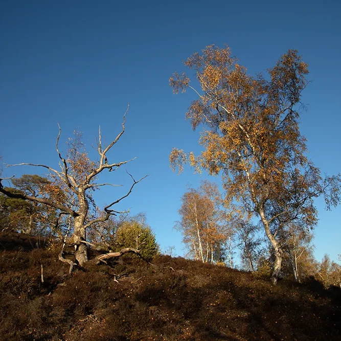 <strong>Paysages #1177 - Coincy-l'Abbaye | 02</strong> <small>© Rémy SALAÜN</small>