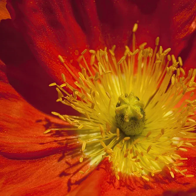 <strong>Flore #1510 - </strong> <small>© Rémy SALAÜN</small>