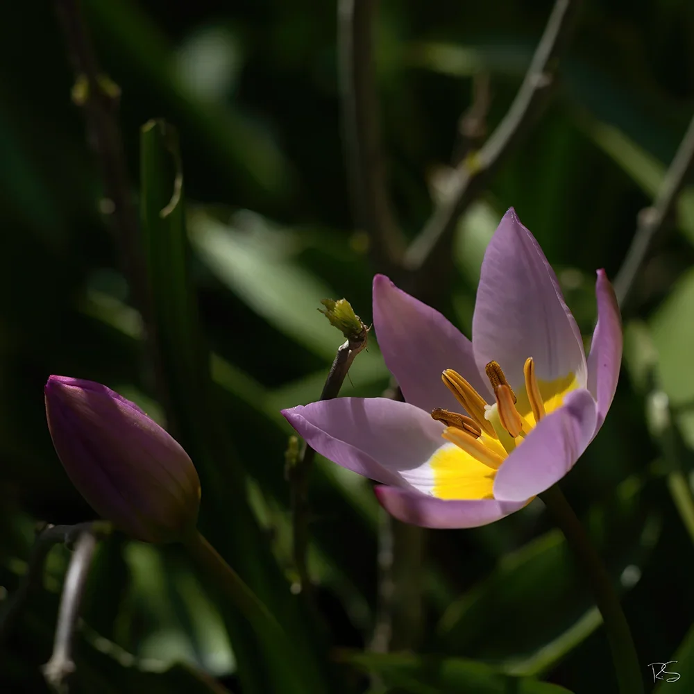 <strong>Flore #1408 - </strong> <small>© Rémy SALAÜN</small>