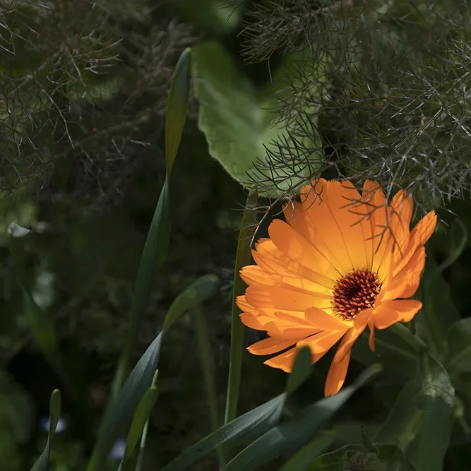 <strong>Flore #1359 - </strong> <small>© Rémy SALAÜN</small>