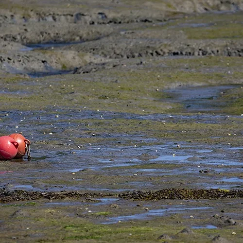 <strong>Vue Sur Mer #712 - Le Minihic-sur-Rance | 35</strong> <small>© Rémy SALAÜN</small>