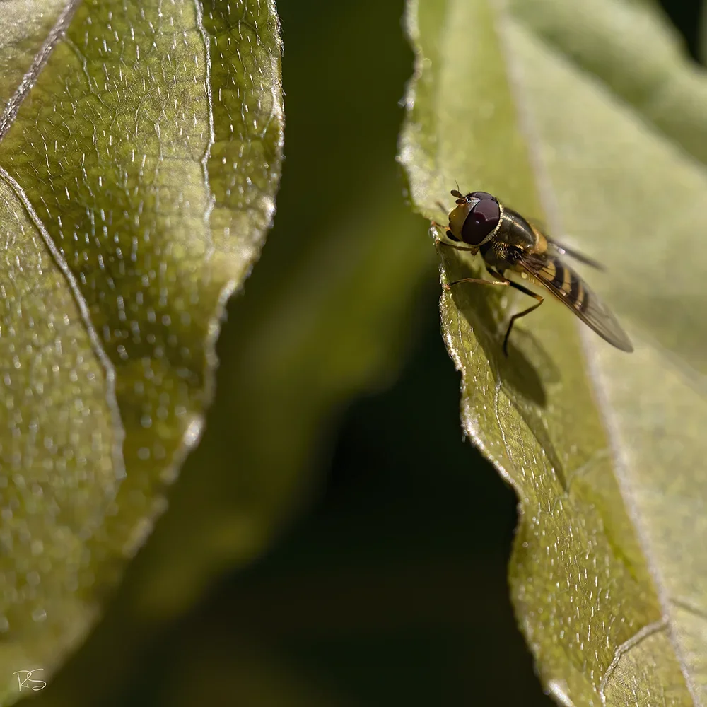 <strong>Animalité #1069 - </strong> <small>© Rémy SALAÜN</small>