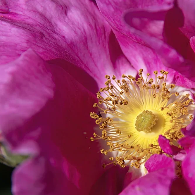 <strong>Flore #1447 - </strong> <small>© Rémy SALAÜN</small>