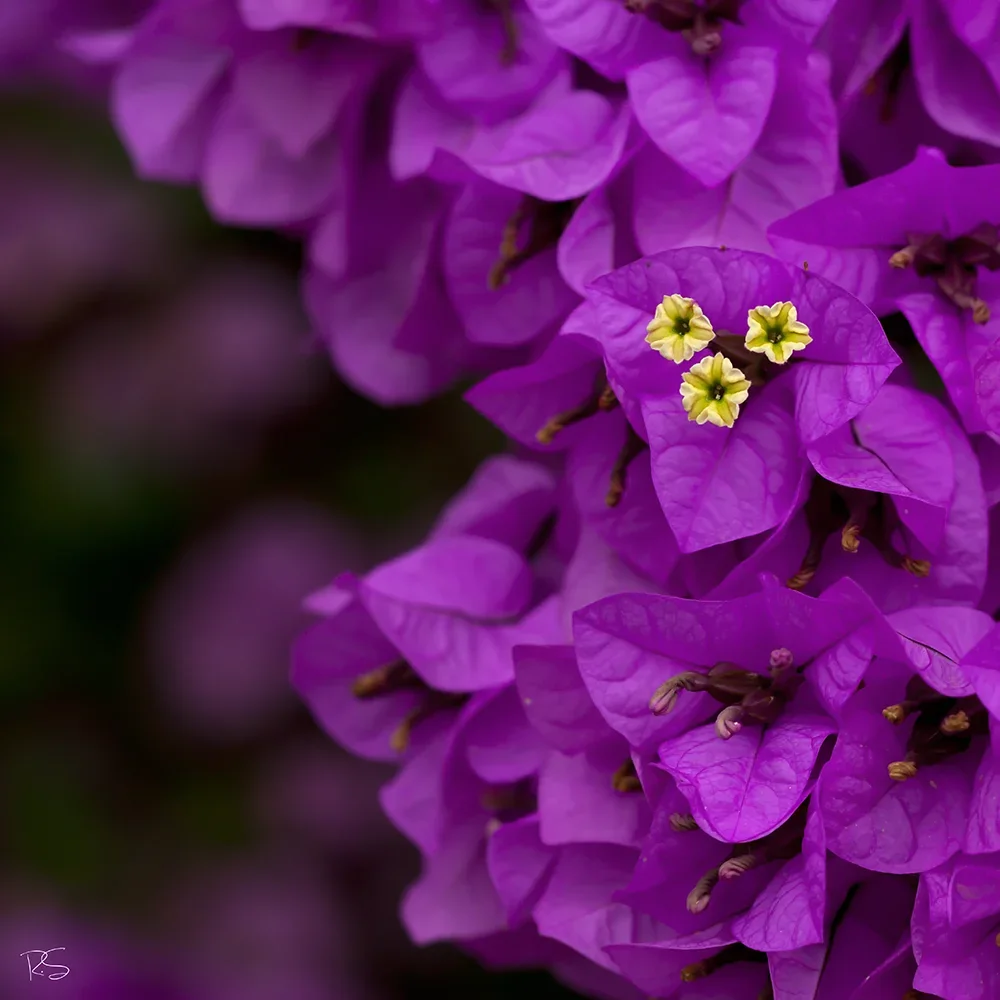 <strong>Flore #1466 - </strong> <small>© Rémy SALAÜN</small>