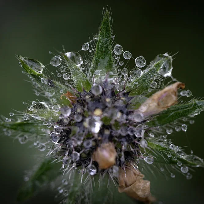 <strong>Après la Pluie #2483 - </strong> <small>© Rémy SALAÜN</small>